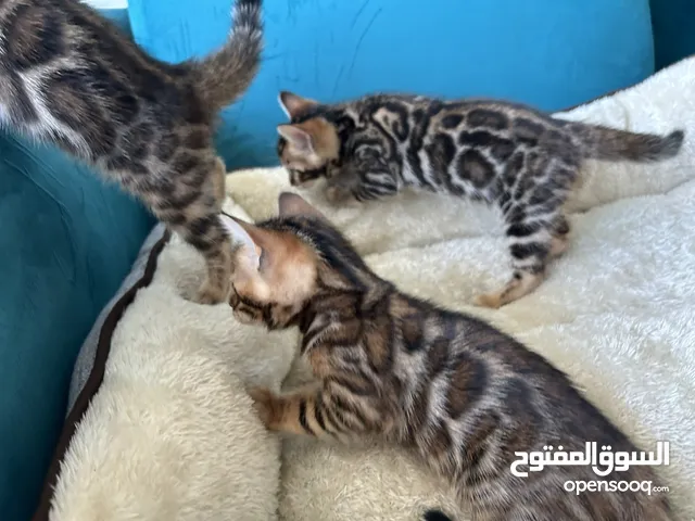 Pure Bengal kittens