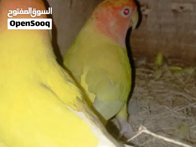 متاح للبيع زوج روز منتج  الذكر اورنج والانثى رد مضمون من اي عيب مضمون صحيا طيور فاخرة