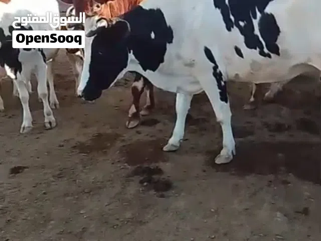 أبقار للبيع