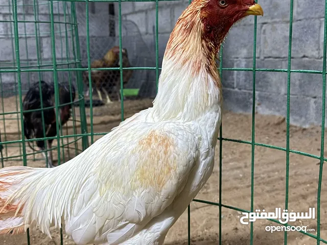 ديك باكستاني العمر 12 شهر الطير حار فايز مرتين