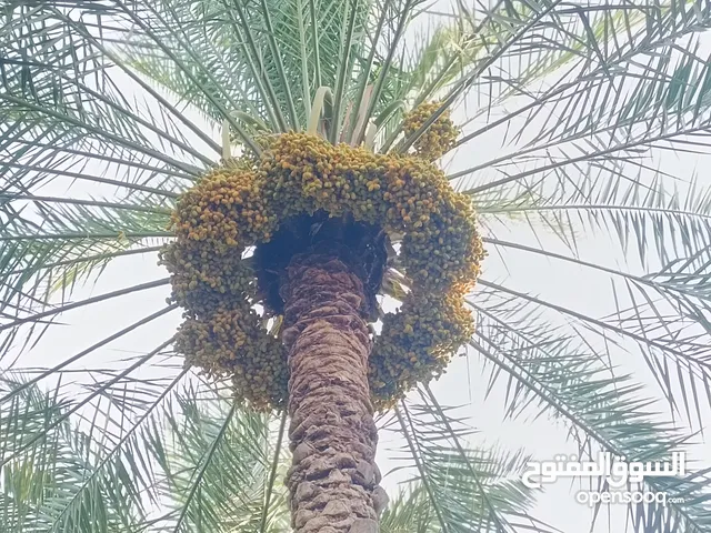 طنى النخيل مبسلي خلاص زبد