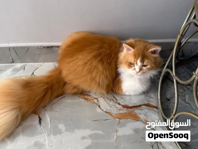 قط اورنج عمره سنه لطيف جدا