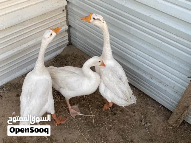 طيور إوز للبيع