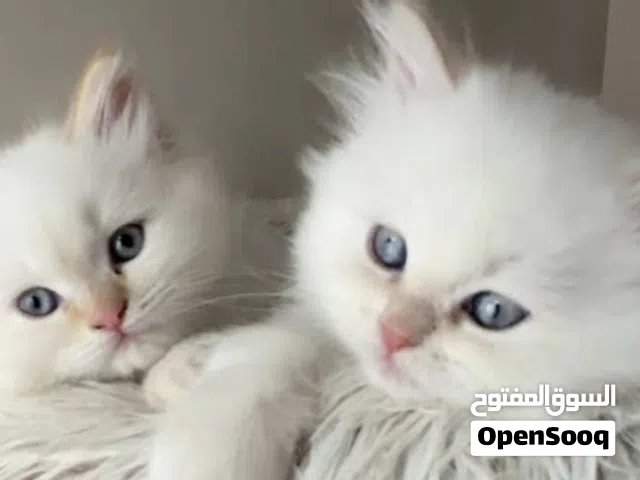 White Himalayan cats for adoption