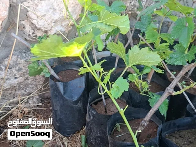 عنب شتل النوعيه بلدي