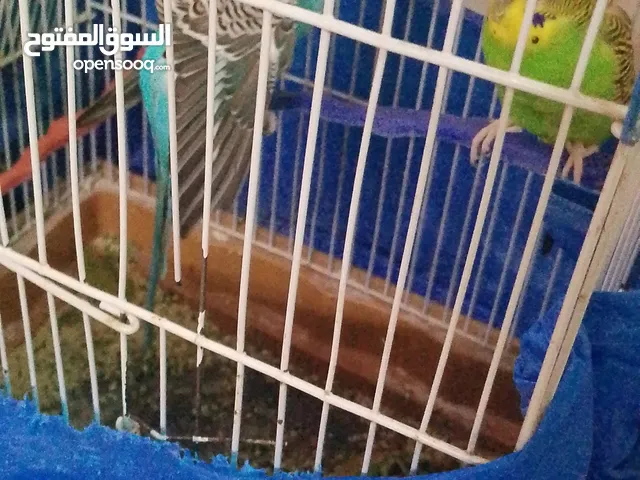 عصافير حب للبيع جوز ذكر وأنثى فقط ب13د