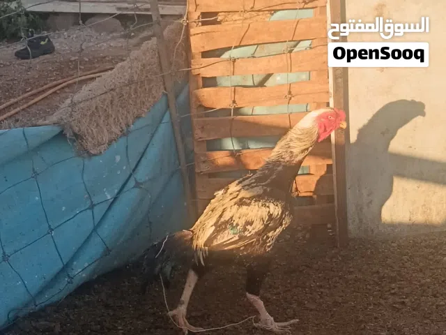 ديك باكستاني للبيع