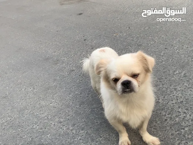 كلب ضايع الي ماله يكلمني