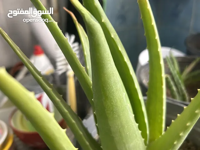 صبار الألوفيرا. الطبي