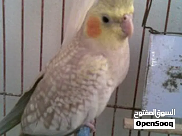 مطلوب ببغاء كوكتيل