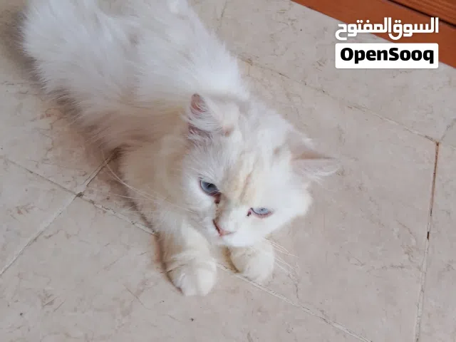 قطة شيرازية مع أولادها حلوين أمورهم طيبة100٪