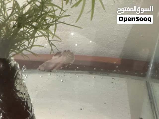 Fishes and aquarium for sale