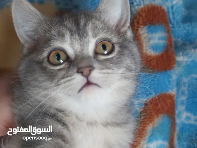 كينينز سكوتش فولد وستريت لعوبين