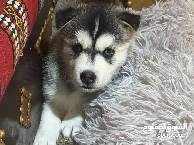 Pure Husky