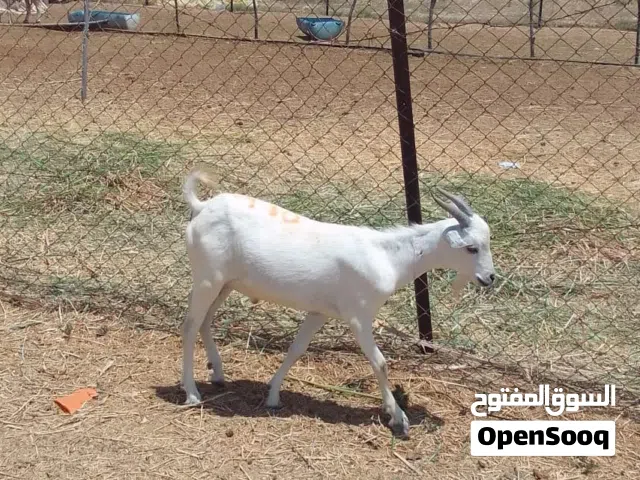 أغنام كبشان للبيع مطعومات طعام دار