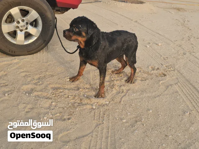 روتوايلر ستاندر أليف بيور