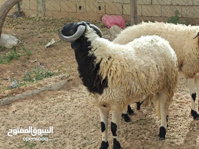 حولي مشروع فحل الله يبارك