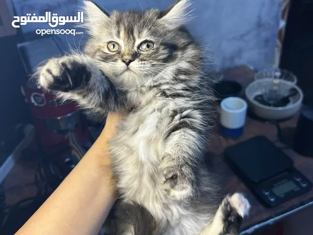 كتن عدد 3 عمرهن 55 يوم