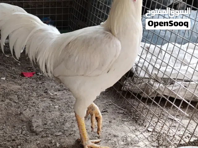 ديج ودجاجه هراتي للبيع نضيفات وصاحيات وملقحات