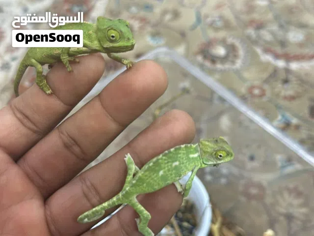 Baby Chameleon/ صغيرة حرباء