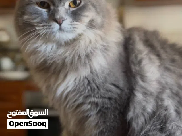 قط ذكر نوعه British Longhair – عمر 12 شهر – صحي وهادئ