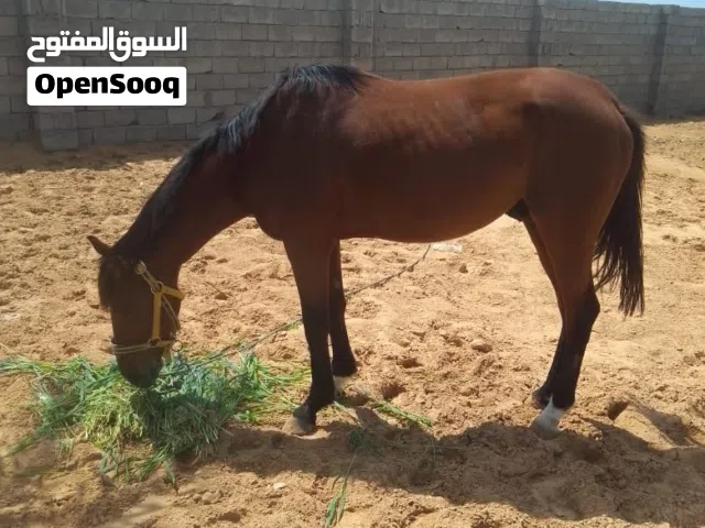 احصان بوه انقليزي ربي يبارك وأما دمه 87  المكان جنزور