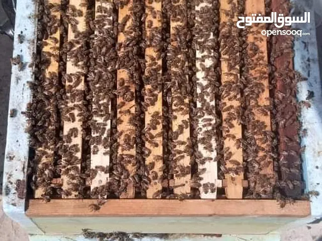 خلايا نحل للبيع