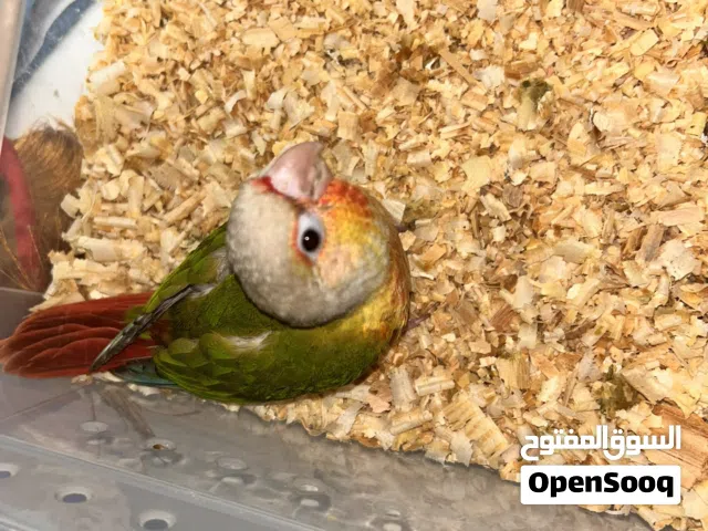 طير كنيور فرخ