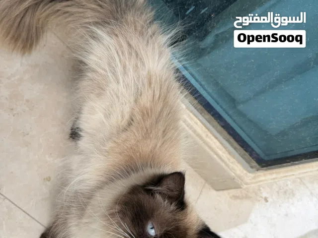 قطط جميلة للتبني