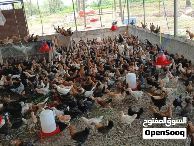 Chickens for sale