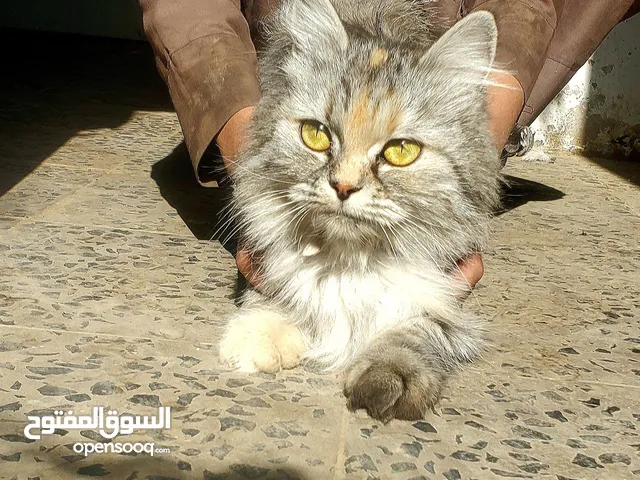 قطه شيرازي مع طفلها ب10000الف