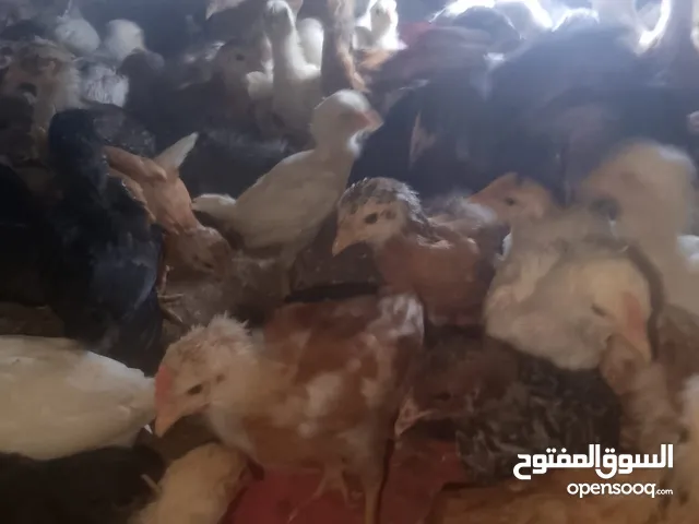 صيصان بلدي الموقع الموقر