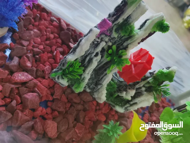 زين غرفه نومك او مكتبك بحوض سمك مرتب المقاسات موجوده داخل الاعلان مجهز بالكامل عبى مي وحط السمك