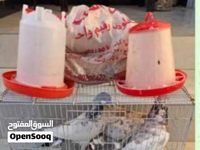 حمام للبيع