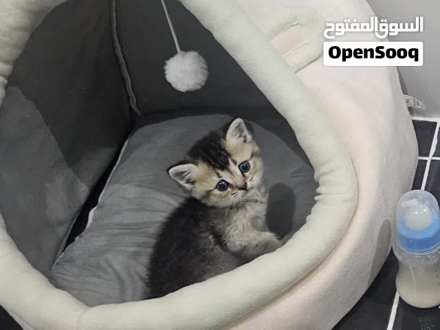كيتن سكوتش فولد للبيع مستعجل