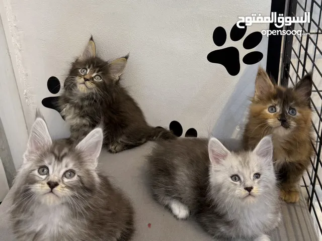Mainecoon Polydactyl Kittens