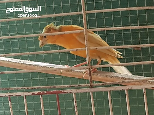 زوج كناري شغال وكفالة إنتاج صحة ونظافة الفحل جزري والطيرة برونزي .