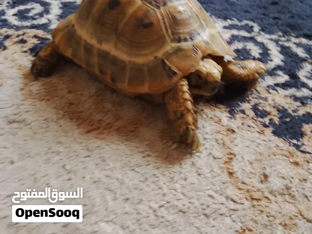 سلحفاه للبيع