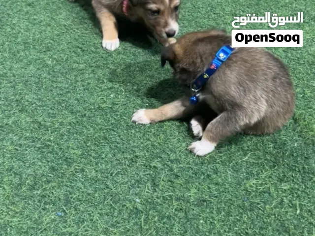 تبني كلاب ذكر وانثى مكس جيرمن وليبرادور مطلوب شخص يخاف الله فيهم عمرهم شهر ونص بصحه ممتازه ولعوبين