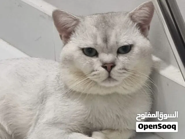 Scottish Straight Male Cat for Sale