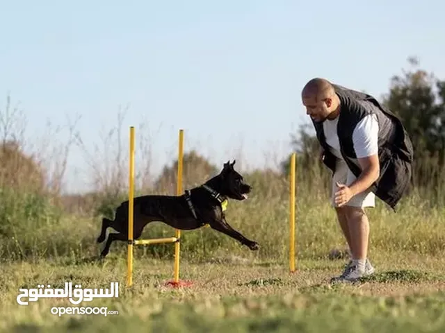 training dogs profissional  تدريب كلاب احترافي لجميع الانواع وجميع الاعمار