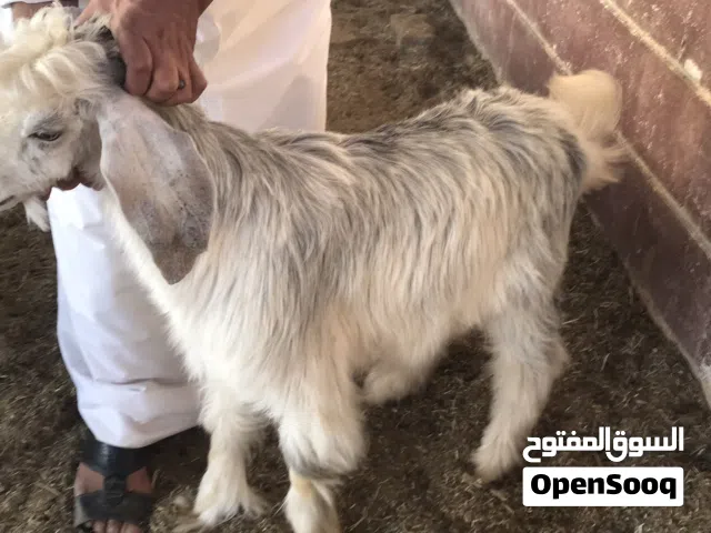 للبيع تيوس مندي شي فاخر