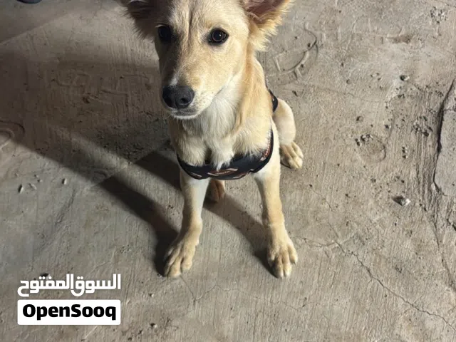 جلب لابرادور مهجن قولدن