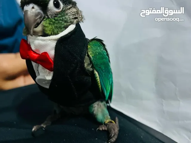 ببغاء كنيور تركوازي مروض ترويض فل