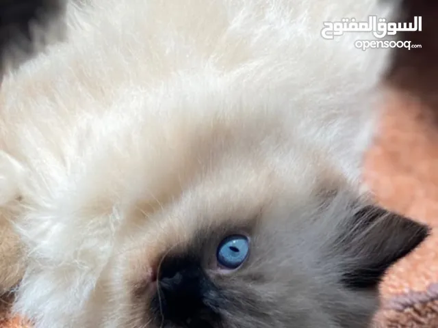 قطه هملايا صلاتي على النبي فخمه.