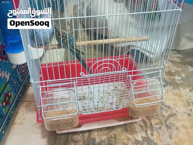 ببغاء بادجي للبيع عمر الاخضر الذكر شهرين ثلاث شهور عمر الازرق الانثى اربع شهور ست الحجم وسط