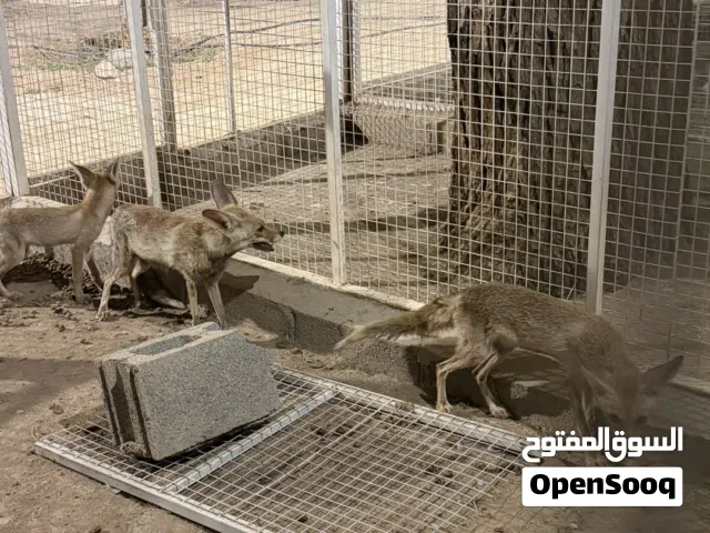للبيع ثعلب بري العدد1 ذكر و 2 اناث