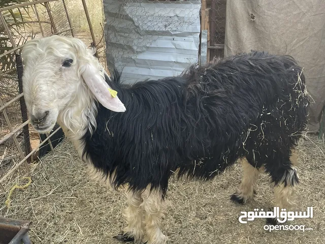 البيع كبش نجدي
