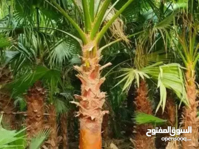 نخل واشنطني زينه توريد وزراعة وتوصيل إلى جميع مناطق المملكة