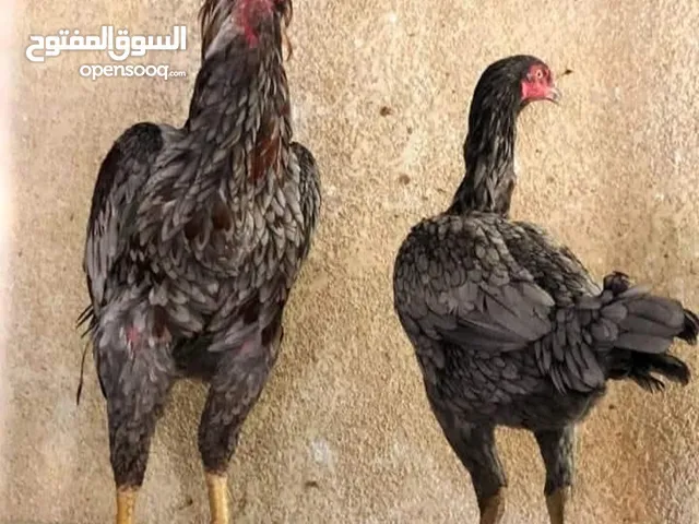 مطلوب بيض مخصب